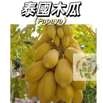 【台灣現貨】（泰國木瓜種子）青木瓜沙拉專用種｜果型修長肉質脆｜泰式料理必備｜陽台可種｜家庭開心農場#果菜類
