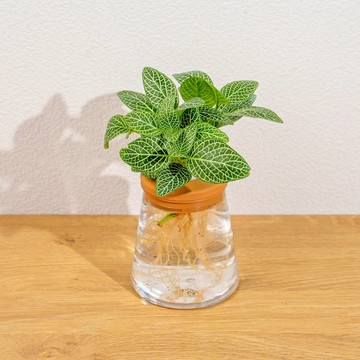 檸檬網紋草 三角水耕盆栽 室內植物 觀葉植物 禮物 水培