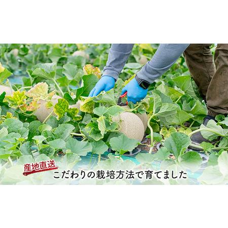 ふるさと納税 北海道 富良野産 赤肉メロン 3玉 1.6kg〜2kgサイズ ふらの メロン ギフト 果物 赤玉(榎本農園) 北海道富良野市