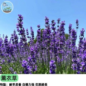 🌿【新手首選】西班牙薰衣草種子 兔耳朵薰衣草 陽盆栽可種 耐熱好養 香草植物 蜜源植物 泡茶乾燥花 新手好養