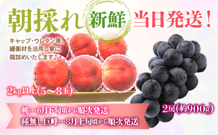 ＜2024年先行予約＞旬の桃 種無し巨峰 2回送り 180-009