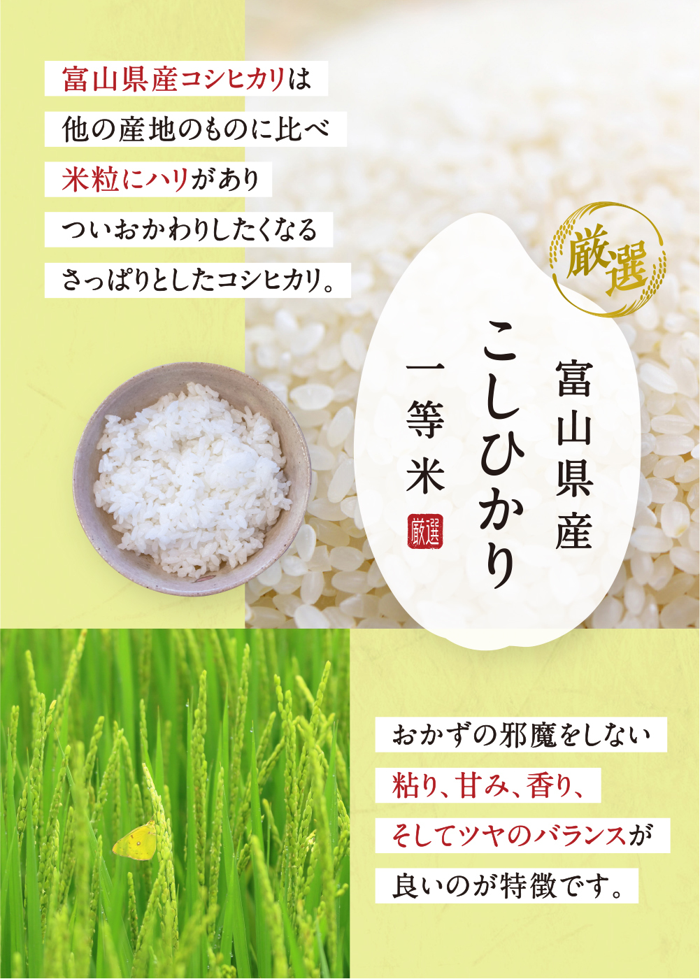無洗米 10kg コシヒカリ 富山県産 令和5年産 こしひかり 送料無料 玄米 白米