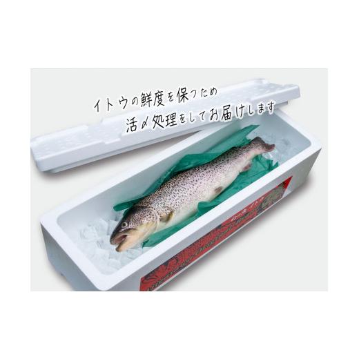 ふるさと納税 青森県 鰺ヶ沢町 鮮魚でお届け！幻の魚「イトウ」1尾(約1kg) ※配送地域限定