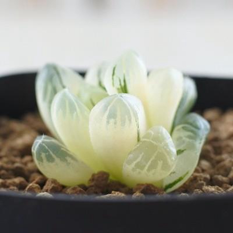 多肉植物 ni1ハオルチア 美窓 グリーンオブツーサ海ぶどう錦