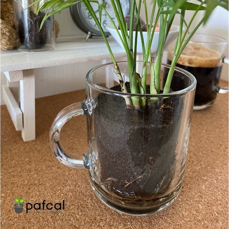 当店限定 大きく育てるシリーズ ぐんぐんセット 観葉植物 専用 ミニパフカルｘ3号パフカル 5個セット 通販 Lineポイント最大5 0 Get Lineショッピング