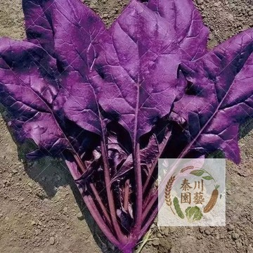 【稀有紫色蔬菜】紫菠菜種子｜補鐵花青素雙效｜嫩葉沙拉 熱炒皆宜｜陽台盆栽 四季可種｜新手友善 健康首選