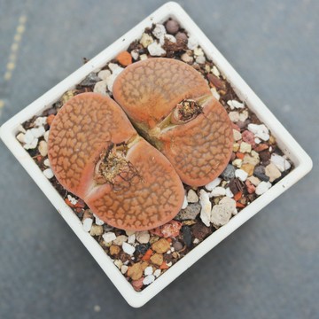 荳荳多肉植物與小雜貨 石頭玉 大 舊 蝦皮商城 Line購物