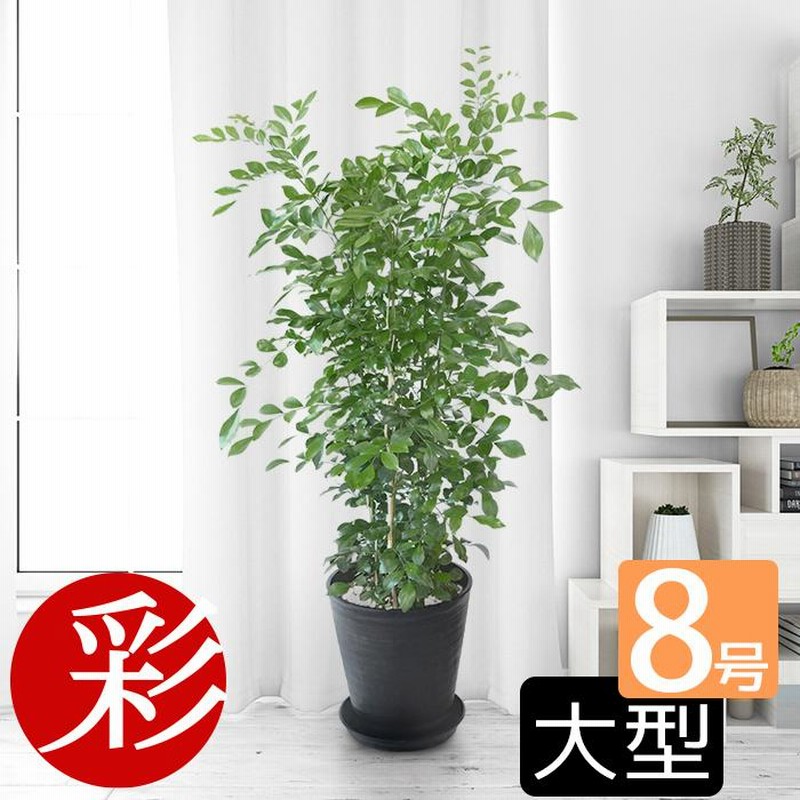 ボリュー厶◎148cm】シルクジャスミン ゲッキツ 観葉植物 室内