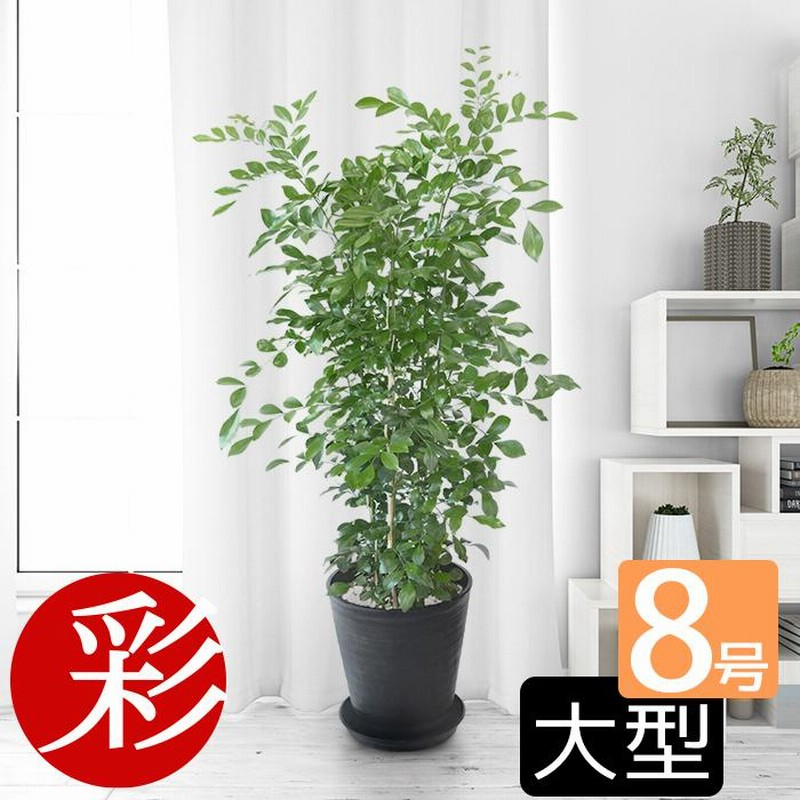 観葉植物 ゲッキツ シルクジャスミン セラアート鉢 8号鉢 大型