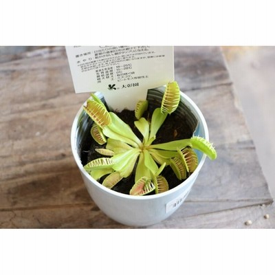 食虫植物 ハエトリソウ 3.5号鉢 観葉植物 | LINEブランドカタログ