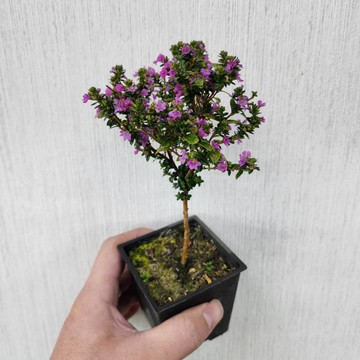 P老闆園藝~造型雪茄 3吋