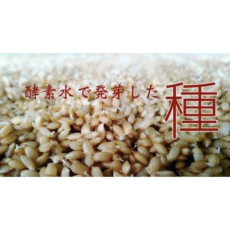 ふるさと納税 ＼令和5年産／和の米　「酵素米」　プレミアム　玄米5kg 茨城県利根町