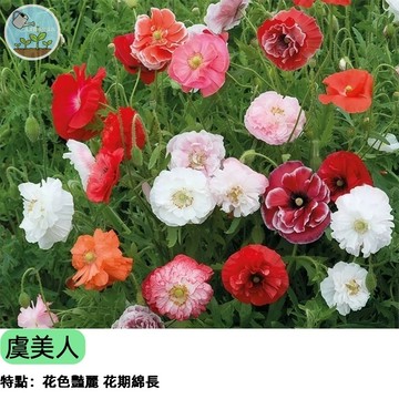 🌸【夢幻花海必備】虞美人種子 重瓣大花混合色   觀賞花 可切花 陽台花園 歐洲庭園風 易種速開花