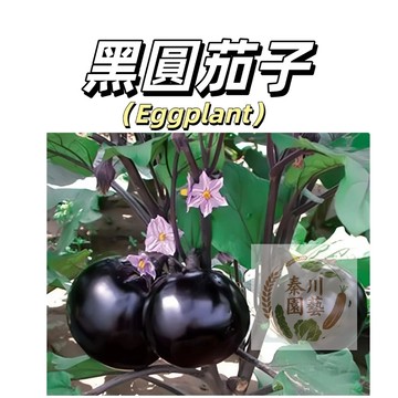 嘉義現貨（黑圓茄種子QZ-2）新手易種~ 紫紅皮圓茄種子壽光茄子 四季播種高產爬藤蔬菜農家果菜種子