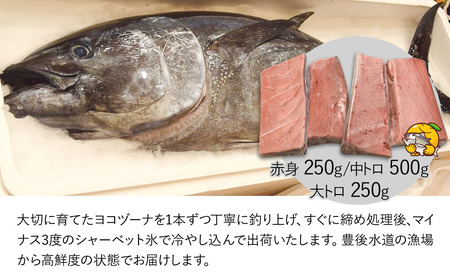 豊後まぐろヨコヅーナ贅沢セット全5回 赤身250g 中トロ500g 大トロ250g入りの豪華セット 大分県産 九州産 津久見市 国産