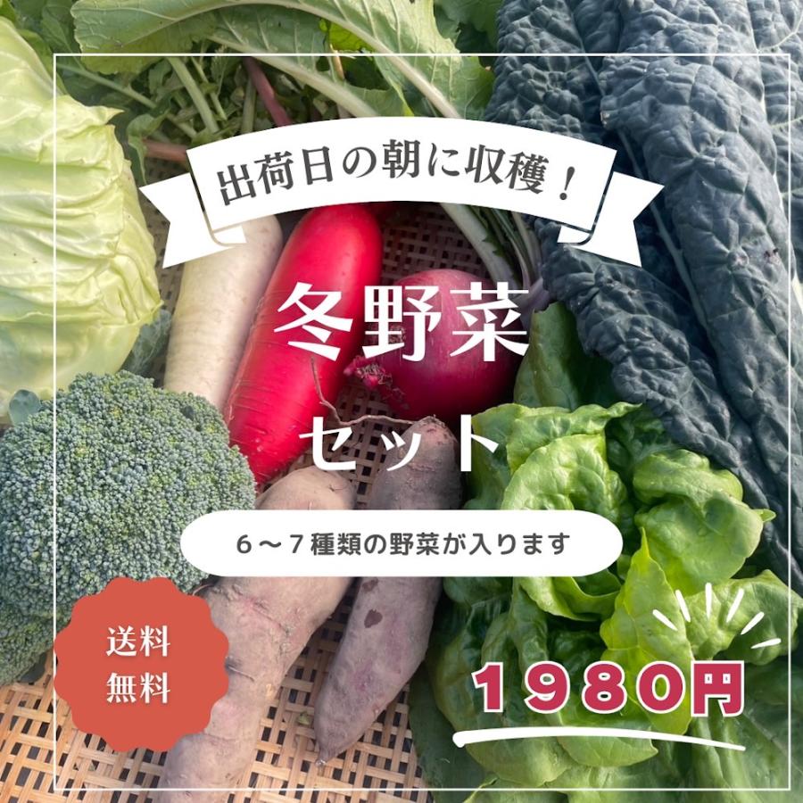 限定30個 とれたて冬野菜セット　７種類以上　80サイズ　滋賀県産 農家直送 送料無料