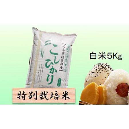 ふるさと納税 特別栽培米★白米５kg  玄米は別に出品 岐阜県池田町