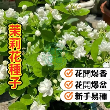 【超香茉莉花】種子 室內陽台盆栽 攀藤植物 香氣濃郁 淨化空氣 易栽種 多年生 開花不斷 附栽種指南 居家香氛