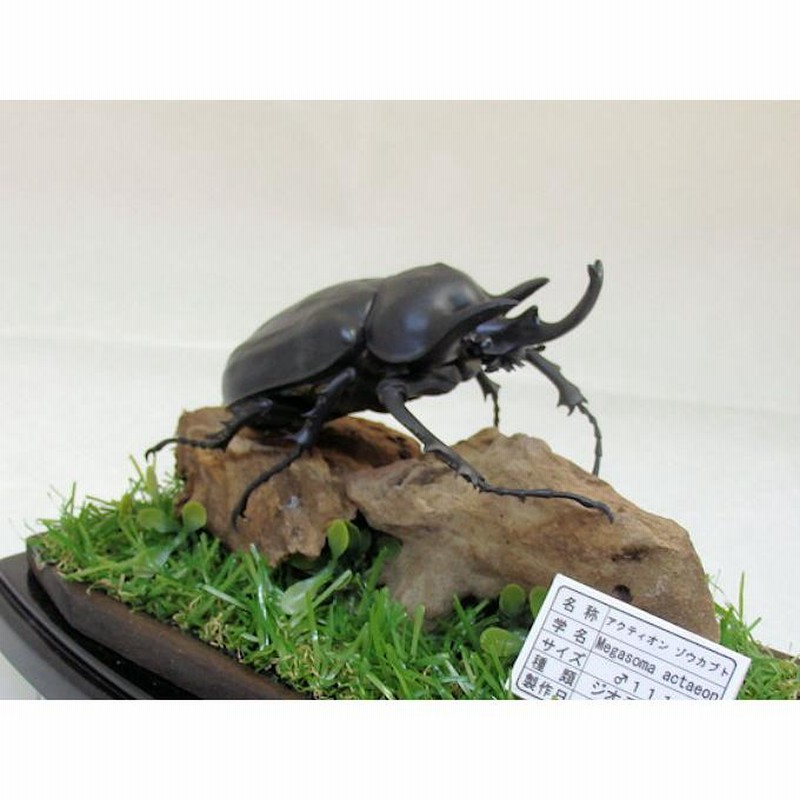 最安値 昆虫標本】アクテオンゾウカブト 胸角の長い良型 （アクティオン 標本