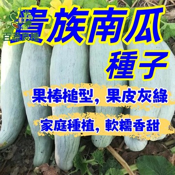栗子南瓜種子 貴族南瓜 日本南瓜 西洋南瓜種子 家庭菜園 瓜果種子 爬藤植物 庭院栽種 盆栽瓜類 陽台種植 蜜南瓜