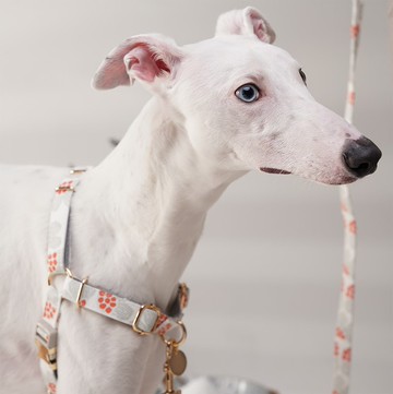 【NG特價品】防暴衝胸背帶-初雪 Pawsholic爪迷