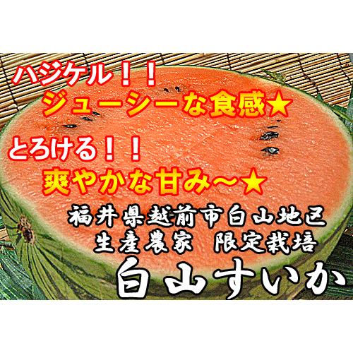 白山すいか 福井県白山地区栽培すいか限定　スイカ１玉入り 白山西瓜 しろやまブランド　白山スイカ