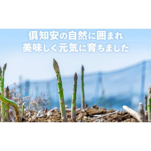 ふるさと納税 北海道 倶知安町 先行予約 2024年 北海道 アスパラガス グリーン AL ホワイト 2級品大・中 各1kg 食べ比べ セット 計2kg 春 限定 旬 朝採り 新鮮…