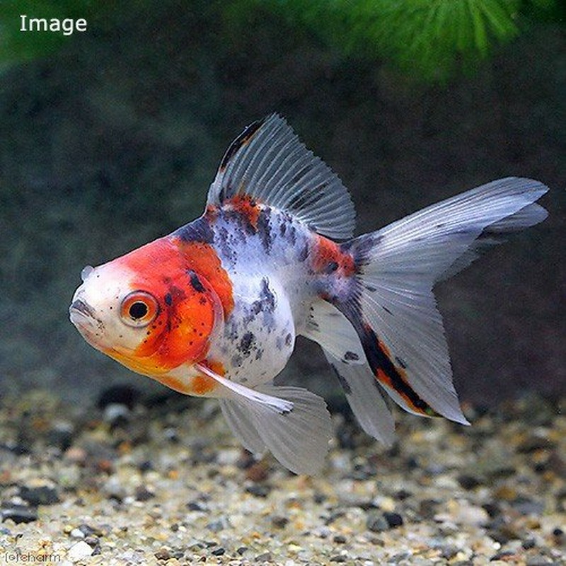 国産金魚)キャリコ琉金(3匹) 通販 LINEポイント最大1.0%GET | LINEショッピング 国産金魚)キャリコ琉金(3匹) 通販 LINEポイント最大1.0%GET | LINEショッピング