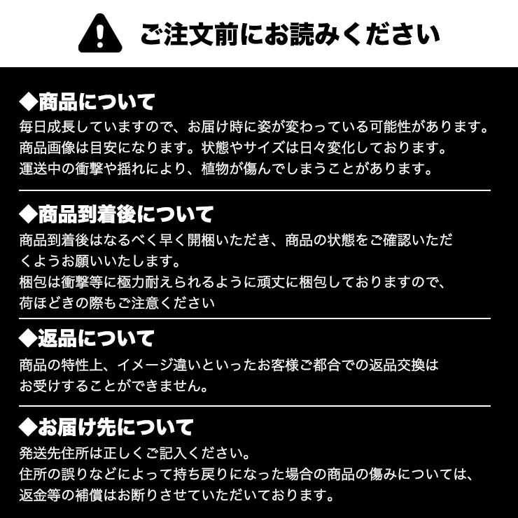 四季なり いちご苗 よつぼし 16cm鉢 6号鉢 四つ星 イチゴ 苺 農家直送 愛知県 果物 産地直送 高糖度 美味しい 大きい 甘い 家庭菜園 イチゴ苗 苺苗 種苗 苗 花 園芸 観葉 植物 ベランダ 自宅 観葉植物