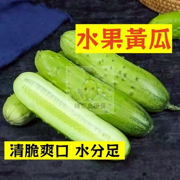🌱早熟高產（水果黃瓜種子HG-7）清香爽口脆甜多汁 水分超足胡瓜種子 抗病抗旱易種植 高產爬藤蔬菜種子#果菜類#水果黃瓜