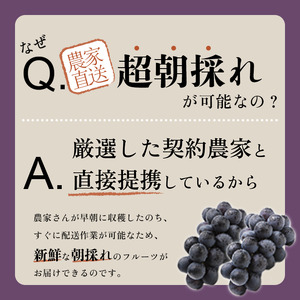 ＜2024年先行予約＞超朝採れ ぶどうの王様 巨峰 2～3房 約1.2kg※冷蔵発送(2024年8月中旬から順次発送予定) 産地直送 山梨県 笛吹市 154-026