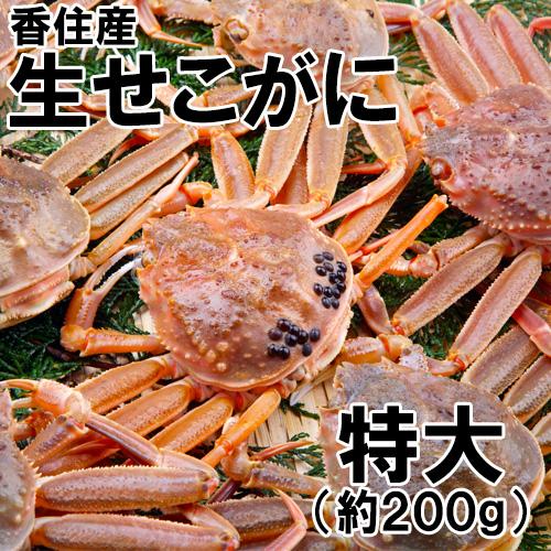 香住産・生せこがに(特大)(約200g)(セコガニ 親がに 親ガニ せいこがに セイコガニ こっぺがに コッペガニ 香箱ガニ 香箱がに)