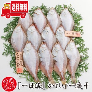 (地域限定送料無料) 岡富商店 『一日漁』かれい一夜干 1200g〈10～16枚〉冷凍 干物セット ギフト(sot122)