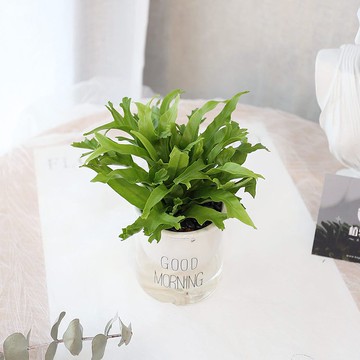 PD175鹿角山蘇吸水盆栽/室內植物/懶人植物/環境綠化/居家佈置