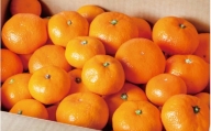先行予約 和歌山の美味しい 温州みかん 約10kg  みかん ミカン 柑橘 温州みかん 温州ミカン 和歌山県