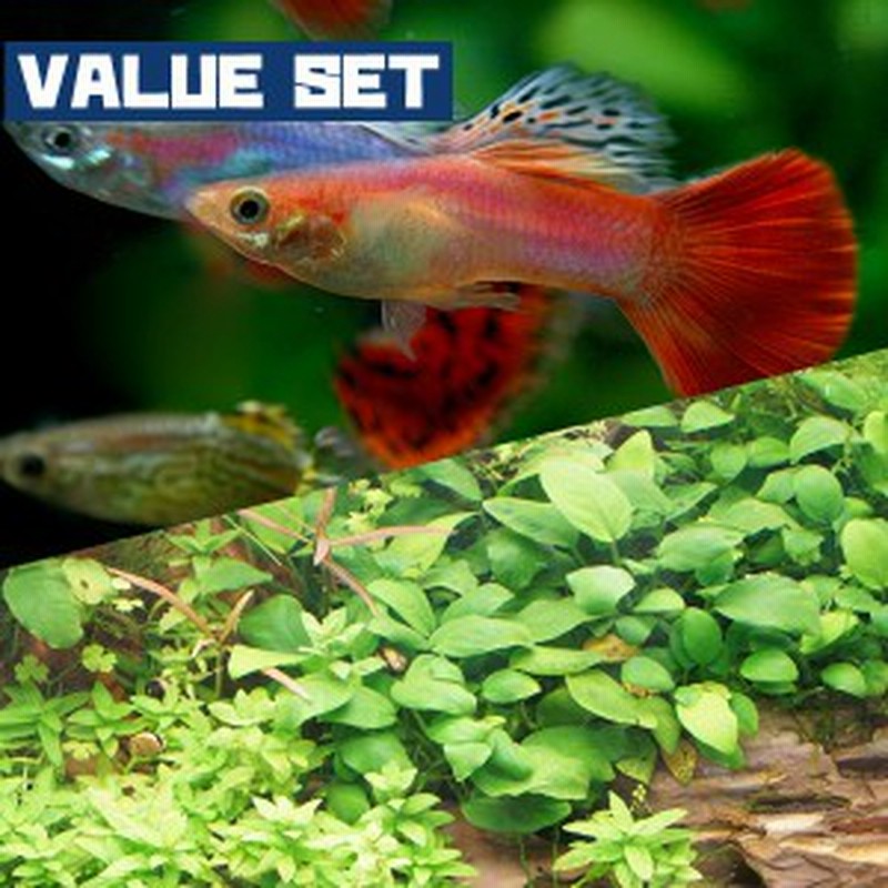 熱帯魚 生体 バリューセット 水草 おまかせ水草 １２本 ミックスグッピー 外国産 ３ペア 水槽 熱帯魚 観賞魚 飼 通販 Lineポイント最大7 0 Get Lineショッピング