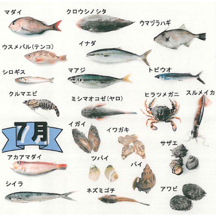 鮮魚ボックス セットA 山形県庄内産 鮮魚 詰め合わせ 直送 食の都庄内