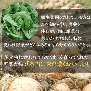 ＜アスカ有機農園＞旬の京野菜セットS＊毎月お届け全4回≪定期便 セット ふるさと納税野菜≫