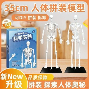 桃園出貨🍂立體3D diy拆卸骷髏人模型醫用玩具肌肉內臟解剖教具全身骷髏架子