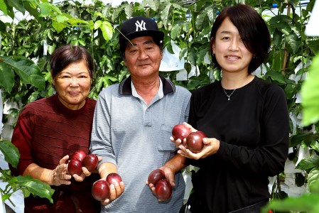 南国の果物　パッションフルーツ　1kg　贈答用