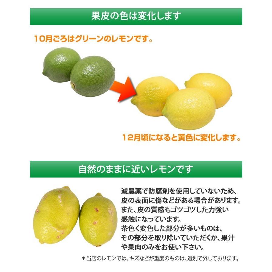 レモン 国産レモン 送料無料 4kg S〜L 3箱購入で1箱おまけ 熊本県産 減農薬 防腐剤ワックス不使用 れもん グリーンレモン 国産