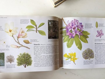 英國樹木和灌木實地指南/老書/古書/圖鑑/花藝/老書