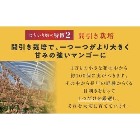 ふるさと納税 マンゴー「鉢入り娘」（ご家庭用1kg箱入り） 鹿児島県大崎町