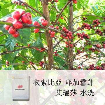 衣索比亞 耶加雪菲 艾瑞莎 水洗 淺焙 (半磅)【柏克斯咖啡】