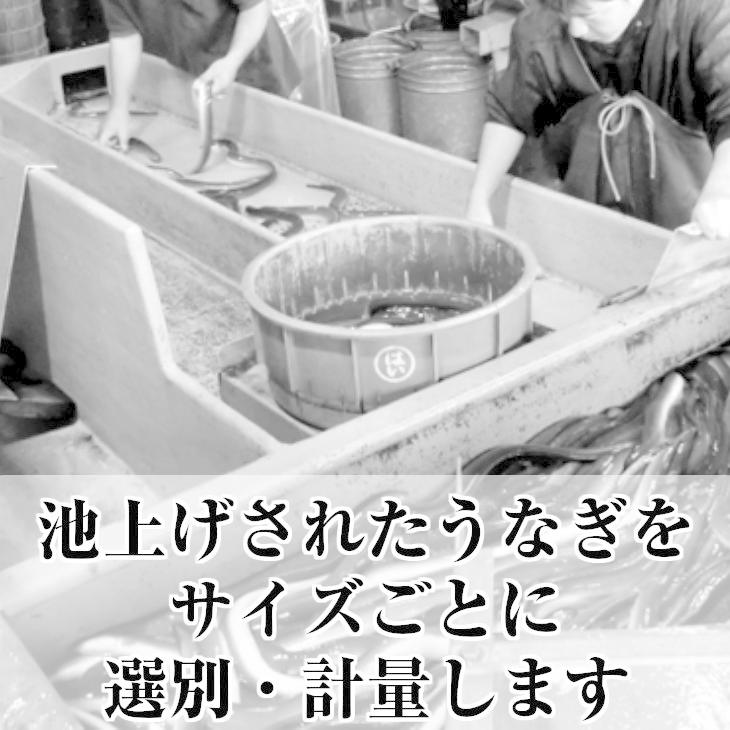 わさび漬け 根わさび 浜名湖産うなぎ白焼き2尾セット 送料無料 セット 父の日 お中元 土用の丑の日 ギフト うなぎ 鰻 お取り寄せ おうち グルメ プレゼント ギフ