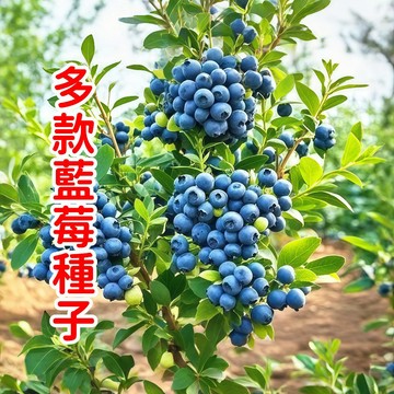 現貨現發💥【多款藍莓種子】優質高產 營養豐富 酸甜可口  精選多品種易栽種，居家盆栽首選  新手易種植 適合台灣氣候！