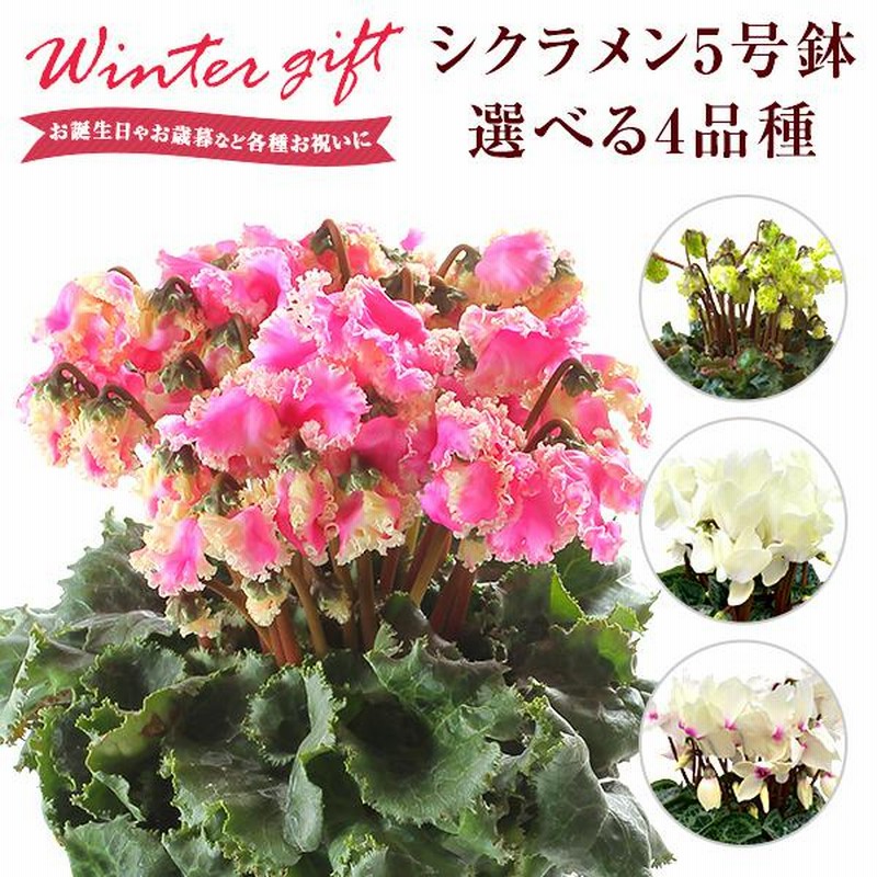 シクラメン 5号鉢 花 ギフト プレゼント お花 5号 鉢 鉢植え 鉢花 花鉢 誕生日 お歳暮 クリスマス フラワーギフト シクラメン鉢植え シクラメン 5号鉢 通販 Lineポイント最大0 5 Get Lineショッピング