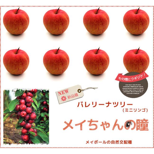 りんご メイちゃんの瞳 1年生 接ぎ木 苗 登録品種・品種登録