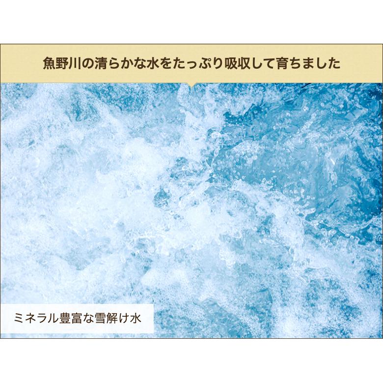 パックごはん 20パック入り 特産魚沼 送料無料