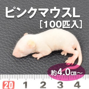 ピンクマウス Lサイズ 100匹入り